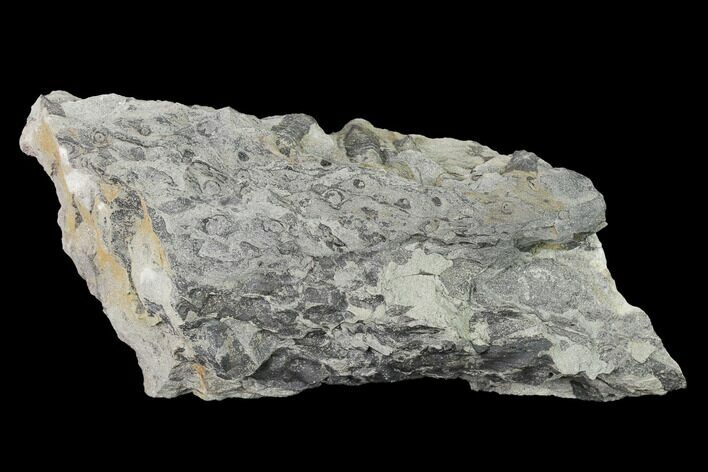 Fossil Lycopod Tree Root (Stigmaria) - Kentucky #143721
